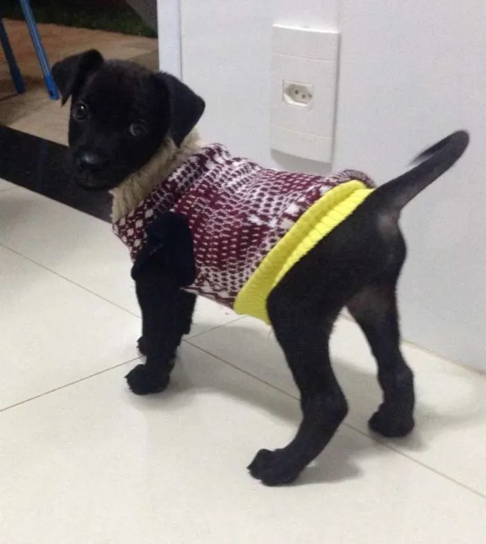 Cachorro ra a indefinido  idade 2 a 6 meses nome Nhonho