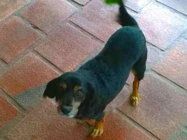 Cachorro ra a Misto Coker idade 6 ou mais anos nome Maia