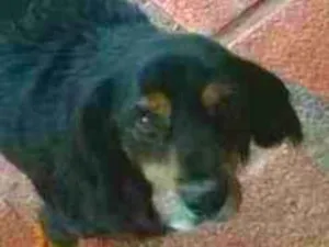 Cachorro raça Misto Coker idade 6 ou mais anos nome Maia