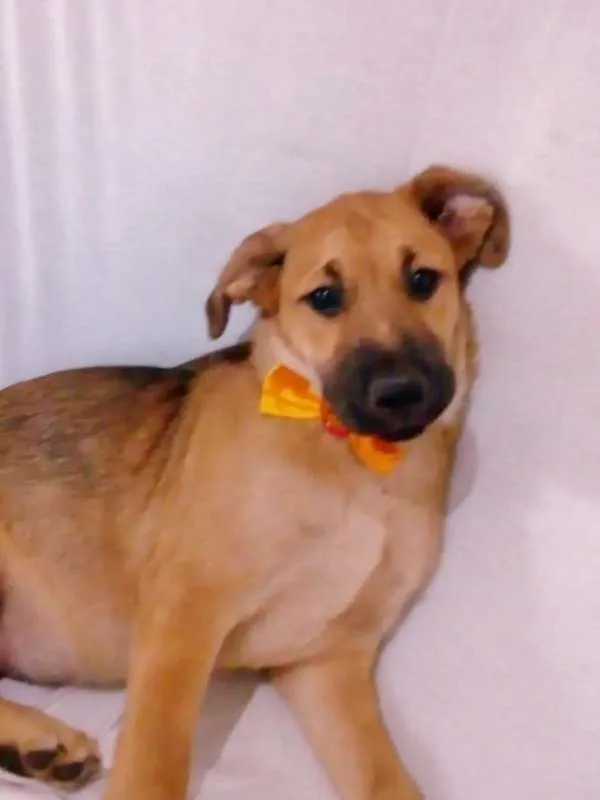 Cachorro ra a srd idade 2 a 6 meses nome Romeu 