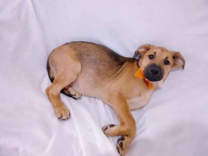 Cachorro ra a srd idade 2 a 6 meses nome Romeu 