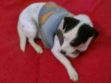 Cachorro ra a Vira Lata  idade 4 anos nome Nina