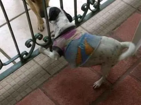 Cachorro ra a Vira Lata  idade 4 anos nome Nina