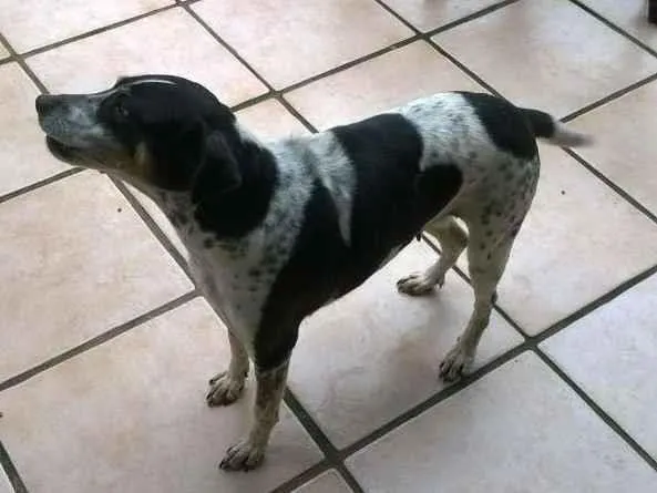 Cachorro ra a Vira-lata idade 6 ou mais anos nome Jupita