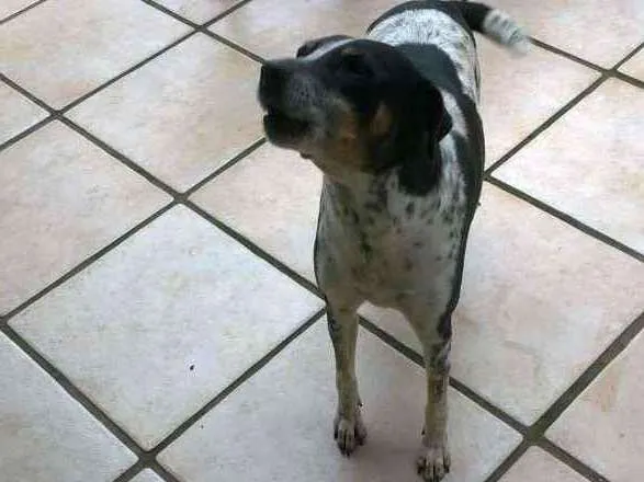 Cachorro ra a Vira-lata idade 6 ou mais anos nome Jupita