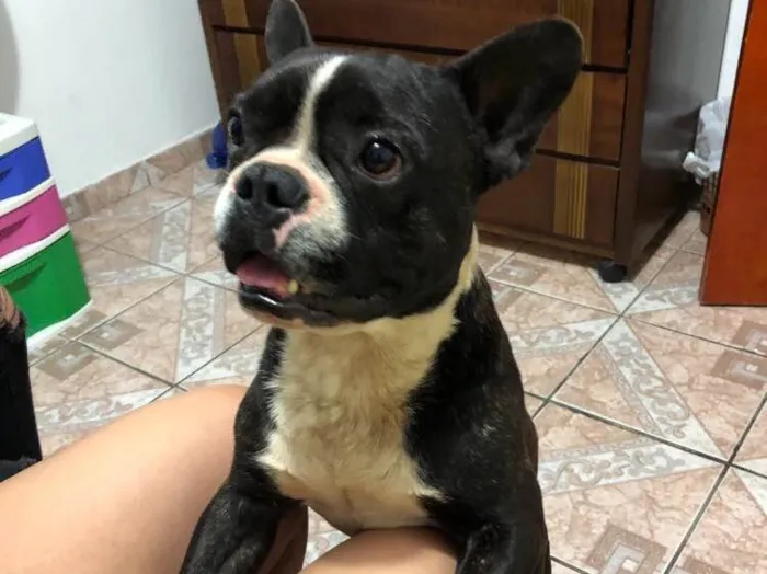 Cachorro ra a Bulldog Francês idade 1 ano nome Neném