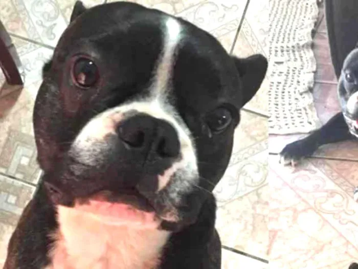 Cachorro ra a Bulldog Francês idade 1 ano nome Neném