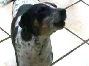 Cachorro raça Vira-lata idade 6 ou mais anos nome Jupita