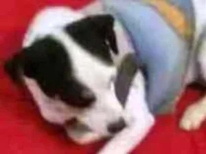 Cachorro raça Vira Lata  idade 4 anos nome Nina