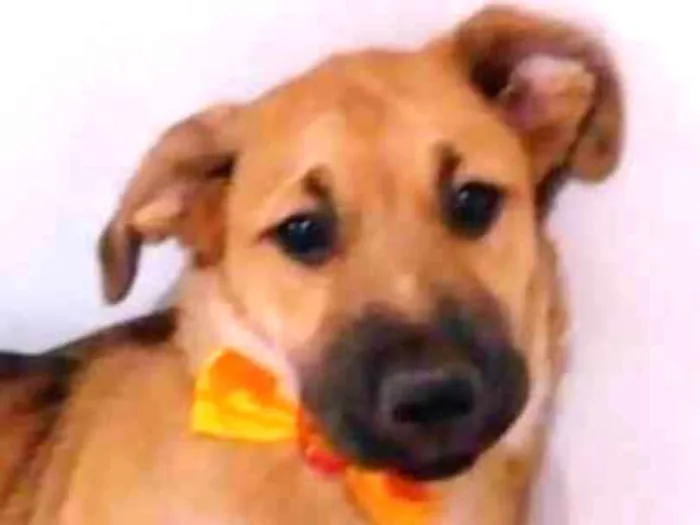 Cachorro ra a srd idade 2 a 6 meses nome Romeu 