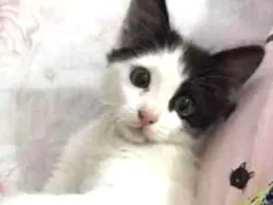 Gato raça SRD idade 2 a 6 meses nome Mingual