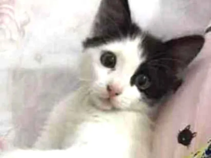 Gato ra a SRD idade 2 a 6 meses nome Mingual
