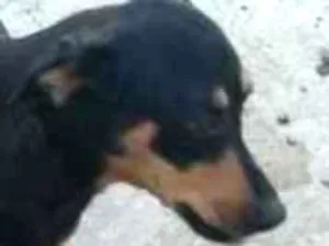 Cachorro raça pé duro idade 2 a 6 meses nome Laika