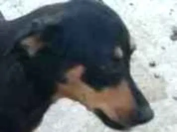 Cachorro ra a pé duro idade 2 a 6 meses nome Laika