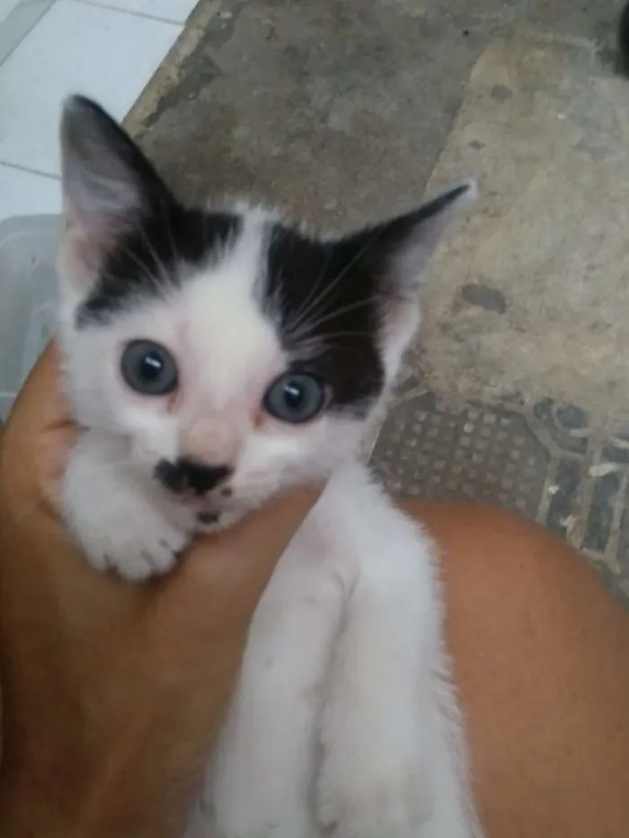 Gato raça  idade 2 a 6 meses nome Julieta
