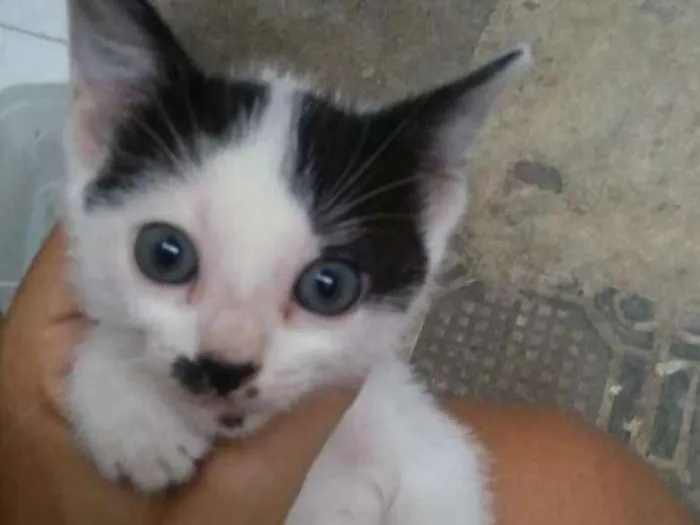 Gato raça  idade 2 a 6 meses nome Julieta