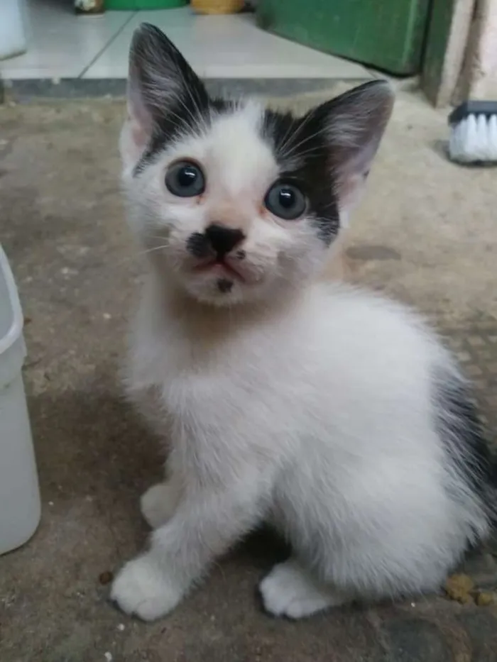 Gato raça  idade 2 a 6 meses nome Julieta