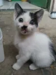Julieta