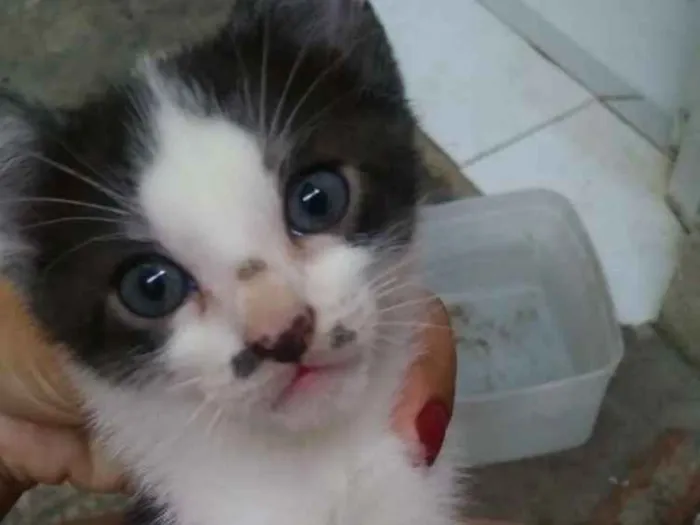 Gato raça  idade 2 a 6 meses nome Lua