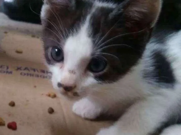 Gato raça  idade 2 a 6 meses nome Lua