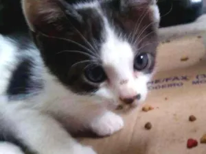 Gato raça  idade 2 a 6 meses nome Lua