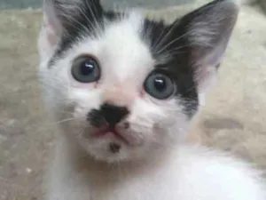 Gato raça  idade 2 a 6 meses nome Julieta