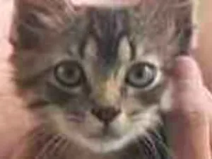 Gato raça sem raça  idade Abaixo de 2 meses nome Fred