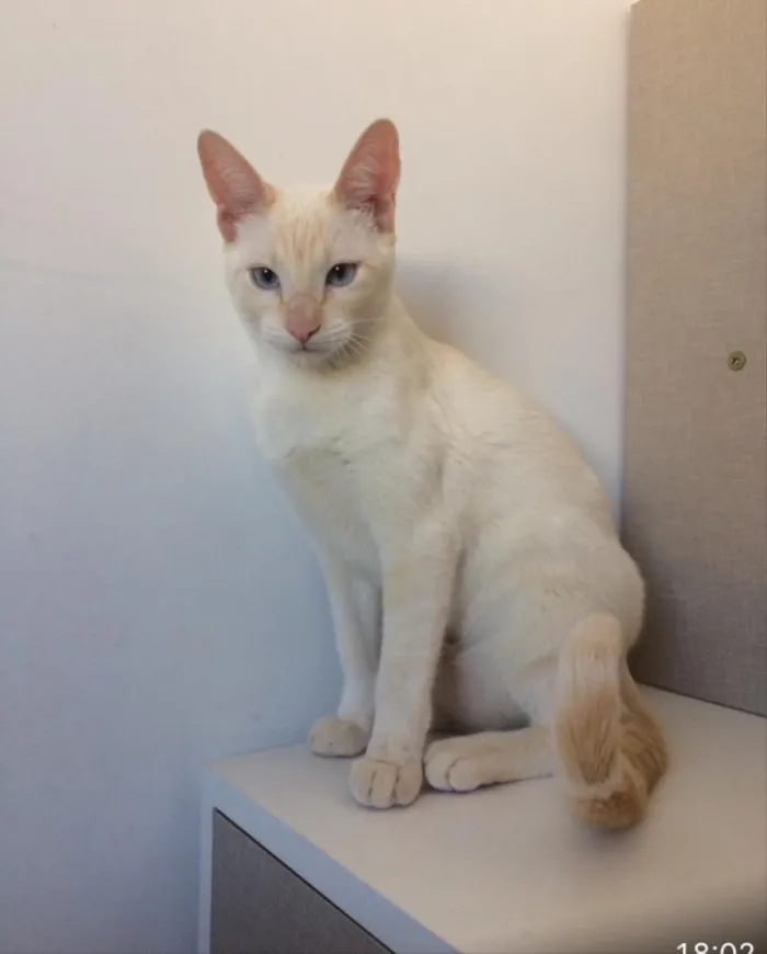 Gato ra a SRD idade 2 a 6 meses nome Café e Milk 