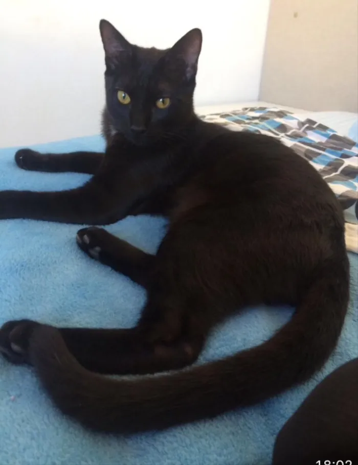 Gato ra a SRD idade 2 a 6 meses nome Café e Milk 