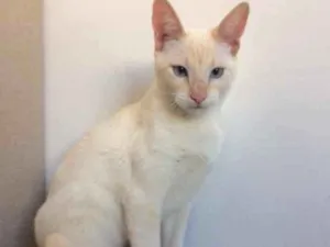 Gato raça SRD idade 2 a 6 meses nome Café e Milk 