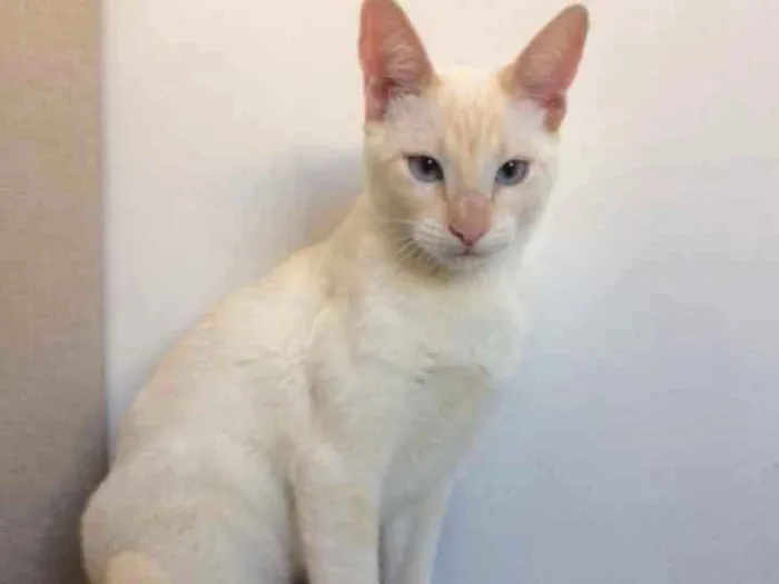 Gato ra a SRD idade 2 a 6 meses nome Café e Milk 