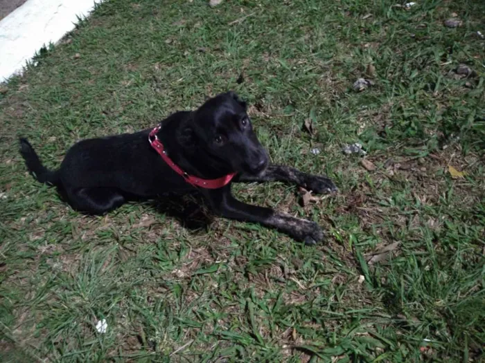 Cachorro raça Srd idade 7 a 11 meses nome Neguinha