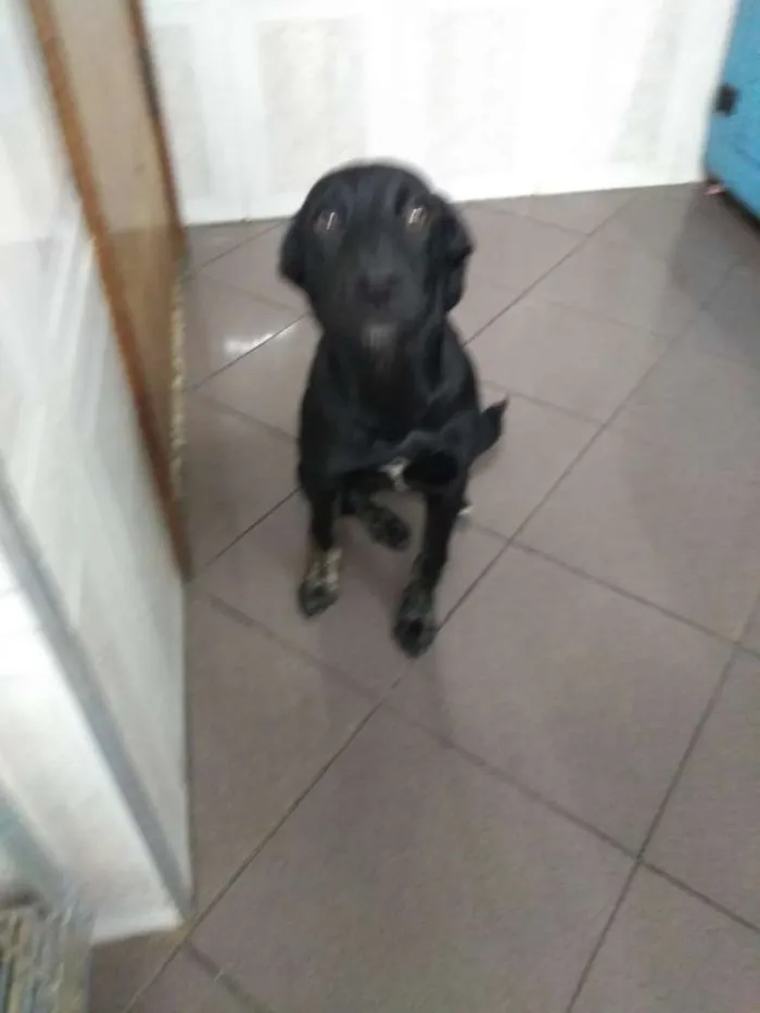 Cachorro raça Srd idade 7 a 11 meses nome Neguinha
