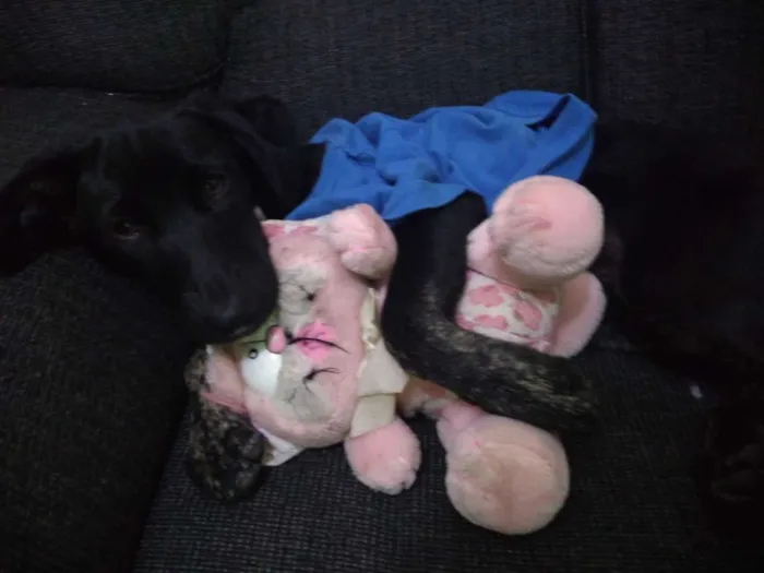 Cachorro raça Srd idade 7 a 11 meses nome Neguinha