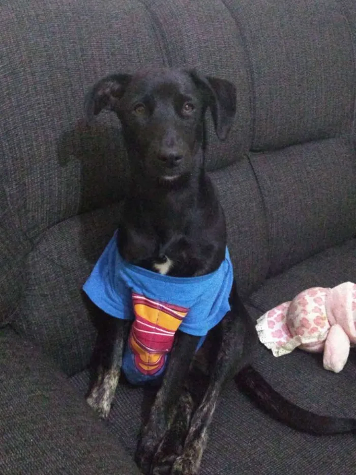 Cachorro raça Srd idade 7 a 11 meses nome Neguinha
