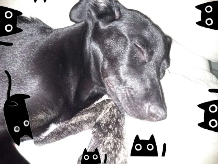 Cachorro raça Srd idade 7 a 11 meses nome Neguinha