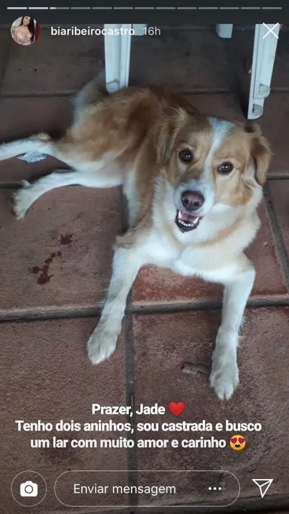 Cachorro raça Viralata idade 2 anos nome Jady