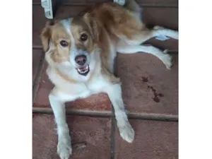 Cachorro raça Viralata idade 2 anos nome Jady