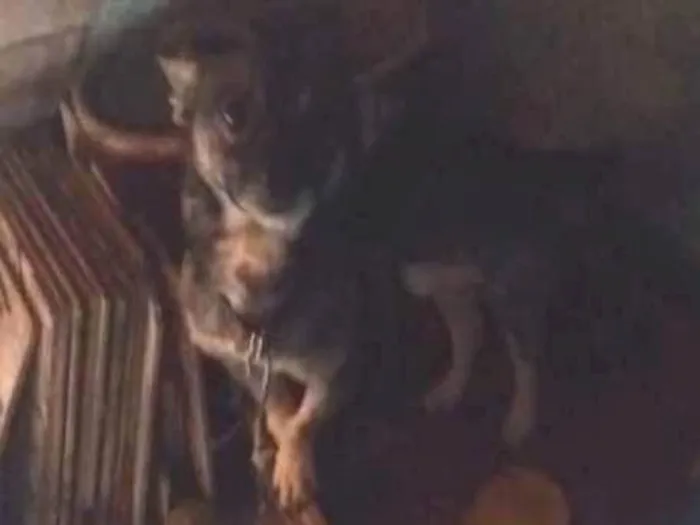 Cachorro ra a Não sei idade 3 anos nome Boby
