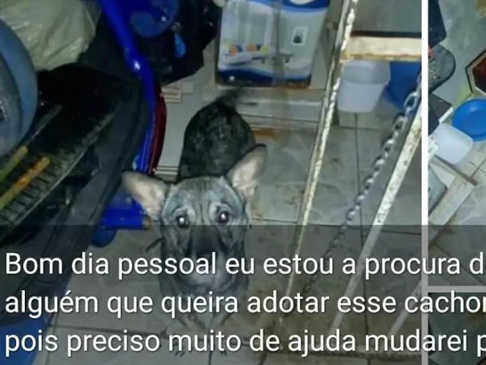 Cachorro ra a Não sei idade 3 anos nome Boby