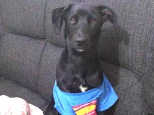 Cachorro raça Srd idade 7 a 11 meses nome Neguinha