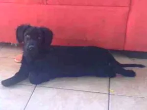 Cachorro raça Não definida  idade 2 a 6 meses nome Thanos ou Pacote