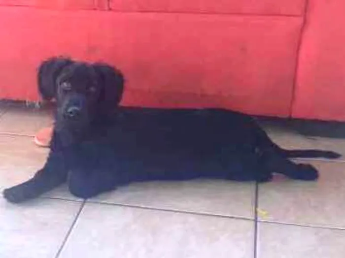 Cachorro ra a Não definida  idade 2 a 6 meses nome Thanos ou Pacote