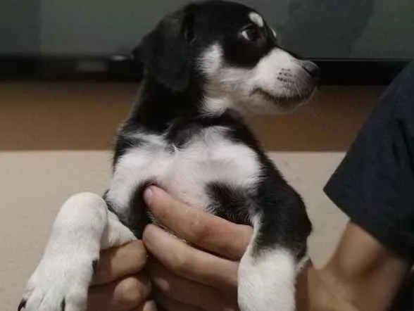 Cachorro raça Vira lata idade 2 a 6 meses nome Dog