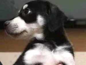 Cachorro raça Vira lata idade 2 a 6 meses nome Dog