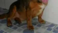 Scooby