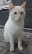 Maninho