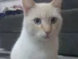 Maninho