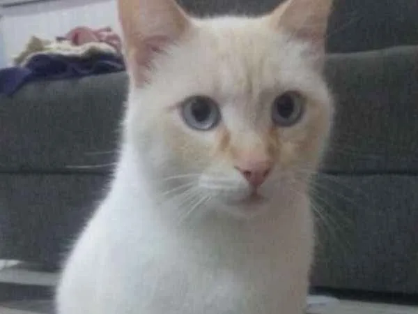 Gato ra a  idade 2 anos nome Maninho