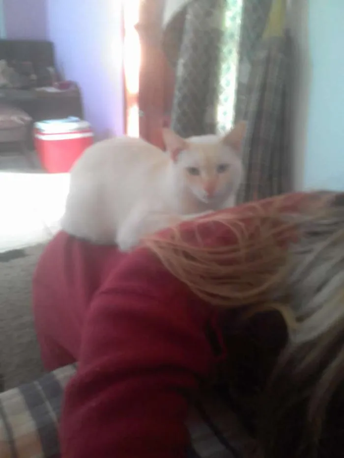 Gato ra a  idade 2 anos nome Maninho